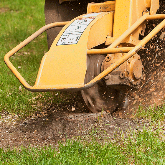 Stubbenfraese im Einsatz