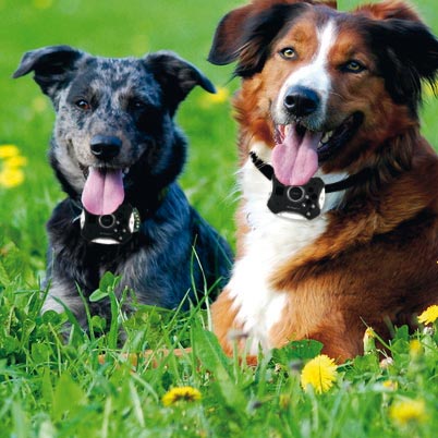 Caméra pour chien et chat 