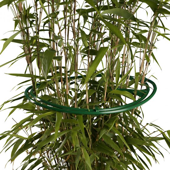 Staudenringe im 6er-Pack 