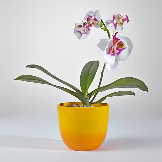 Orchideenblüten-Binder 6er-Set