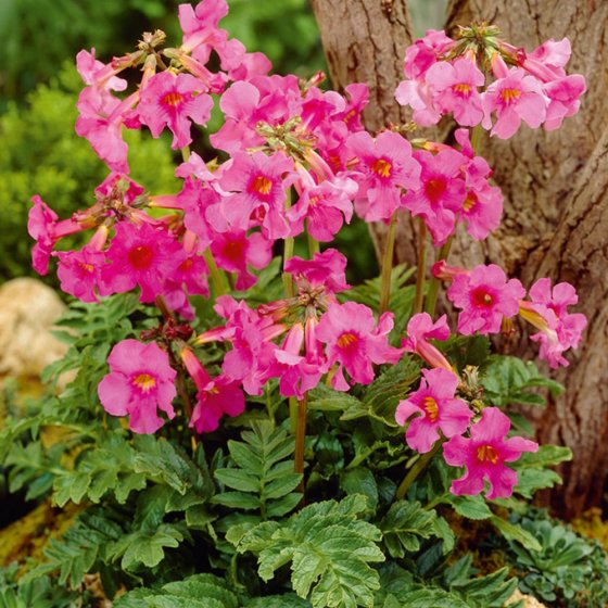 Plante anti-taupes 5 bulbes (Incarvillea) 