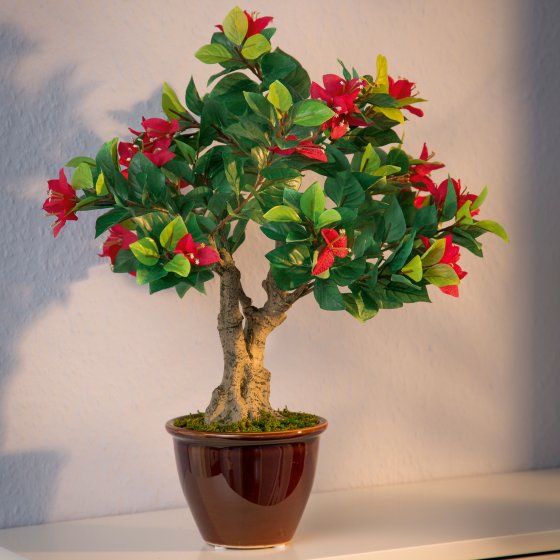 Bonsaï en fleur  "Bougainvillier" 