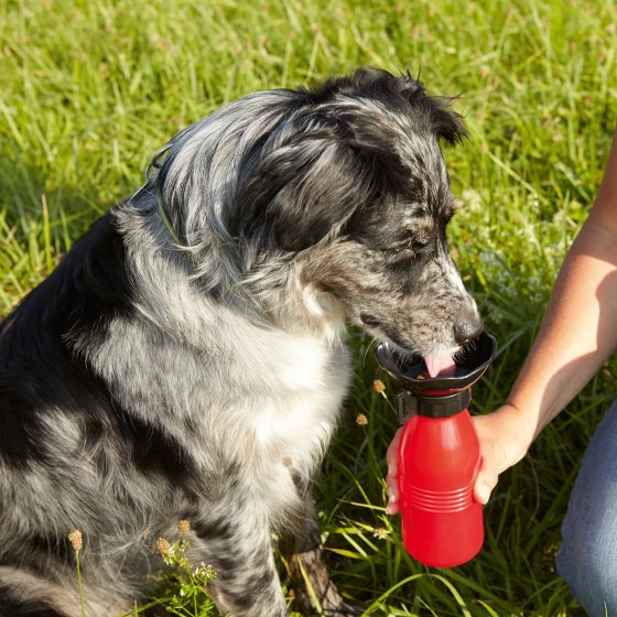 Gourde de voyage pour chien 