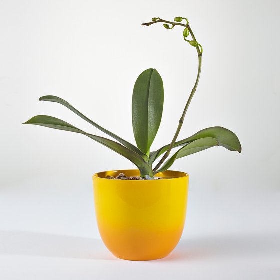 Orchideenblüten-Binder 6er-Set