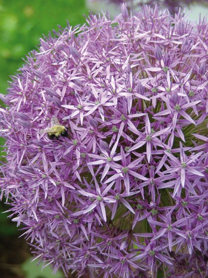 Plantes anti-taupes 5 bulbes (Allium Gladiator) 