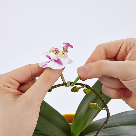 Orchideenblüten-Binder 6er-Set