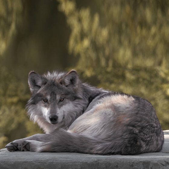 Fellimitat-Wohndecke „Wolf” 