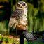LED Solar-Eule 2er-Set - 3