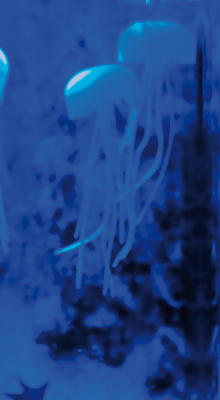 Illuminiertes Aquarium "Meduse"