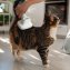 Kit de toilettage - 4