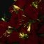 Poinsettia LED en forme de sapin - 4