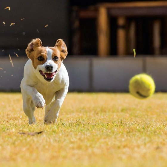 Tennisball-Kanone für Hunde 