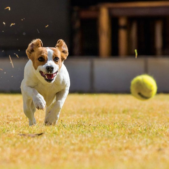 Fusil lance-balles pour chiens 