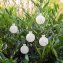 LED-Outdoor-Partykugeln 5er-Set - 5