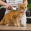 Kit de toilettage - 6